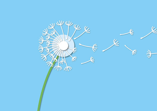 Dandelion seedhead, illustration