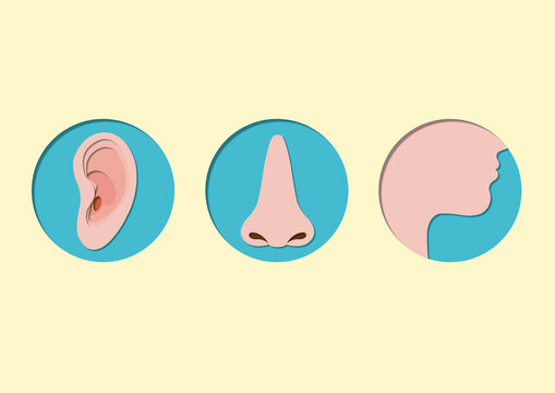 Ear, nose and throat, conceptual illustration