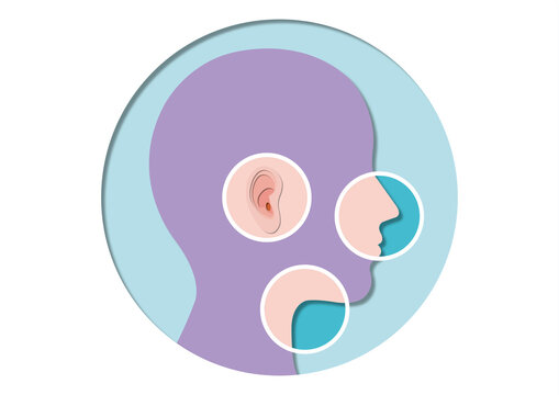 Ear, nose and throat, conceptual illustration
