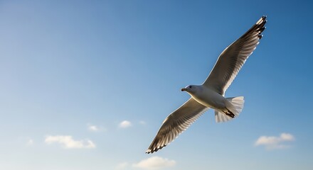 Fototapeta premium Seagull soaring against a clear blue sky freedom and flight concept