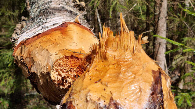 Birch stump. A birch tree felled by a spring. Birch sap flows from the stump. The beaver is a pest, an ecological disaster. 