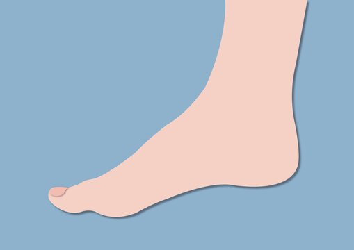 Ankle, conceptual illustration