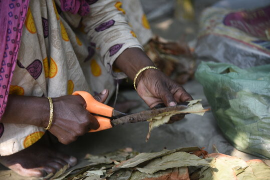 A woman prepares traditional bidi tobacco products, carefully rolling tendu leaves with processed tobacco by hand, reflecting small-scale cottage industry work, skilled craftsmanship