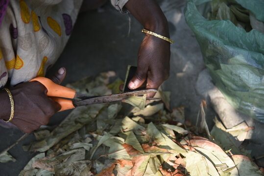 A woman prepares traditional bidi tobacco products, carefully rolling tendu leaves with processed tobacco by hand, reflecting small-scale cottage industry work, skilled craftsmanship