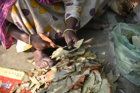 A woman prepares traditional bidi tobacco products, carefully rolling tendu leaves with processed tobacco by hand, reflecting small-scale cottage industry work, skilled craftsmanship