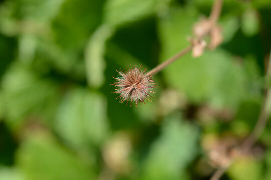 Dwarf orange avens seed head - Latin name - Geum coccineum