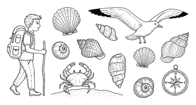 Young hiker with backpack exploring coastal treasures including diverse seashells, flying seagull, crab, and compass