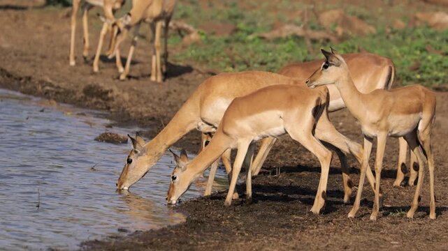 Alert impala antelopes (Aepyceros melampus) drinking water, Kruger National Park, South Africa