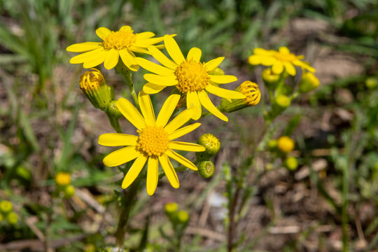 A vibrant close-up shot captures the brilliant yellow petals and intricate centers of wild ragwort flowers blooming under bright, natural sunlight in a field.