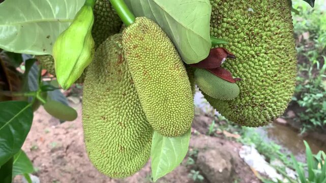 tropical fruit on the tree