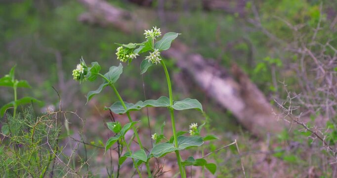 White Flowers of Swallow Wort (Vincetoxicum hirundinaria) in Natural Habitat