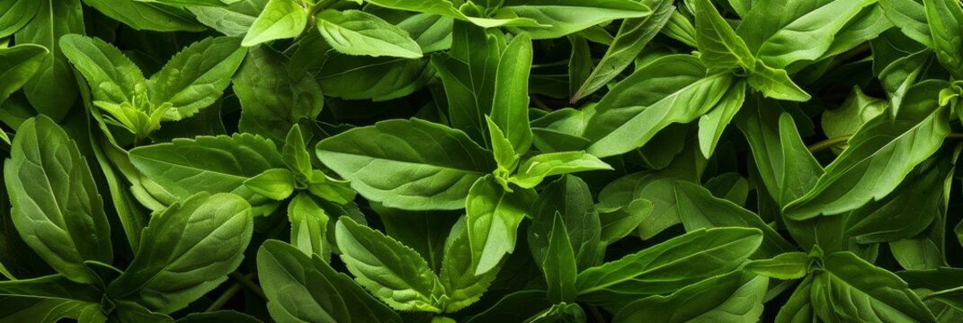 Stevia texture background, sweet leaf pattern, stevia rebaudiana banner, sugar substitute mockup