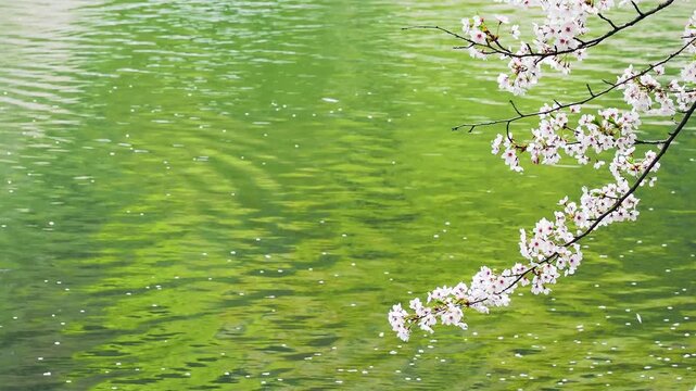 そよ風に舞って流れてくる花びらの様子のスローモーション。満開の桜の白い輝きと緑の水面のコントラスト。やさしい穏やかな春のイメージ。