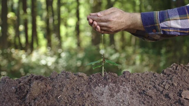 Man pours water on young plant. Caring hands support new life in soil. Eco planting in natural light. Water drops fall on green leaf. Seedling growing in rich soil. Hands gently watering sapling.