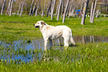 Fototapeta premium Side view of a large white dog standing in a natural water puddle on a lush green meadow during a bright sunny spring day.