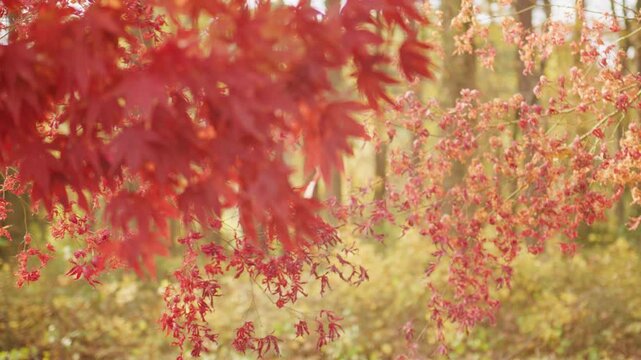 Windy autumn forest with falling leaves. Blurred leaves moving in wind. Forest trees in autumn movement. Leaves falling in windy forest. Blurred motion of autumn leaves. Wind blowing through fall