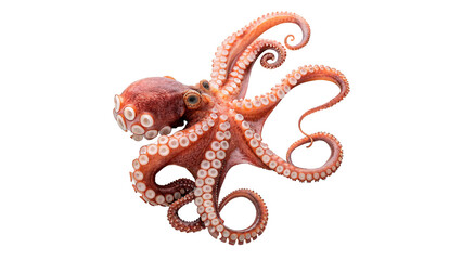 Colorful octopus swimming in the ocean showing its eight arms and unique patterns isolated on transparent background cut out © AAAstock2025