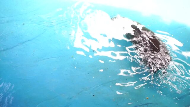 A hippopotamus is swimming in a glass aquarium.