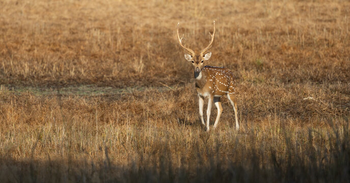 a chital or spotted deer buck