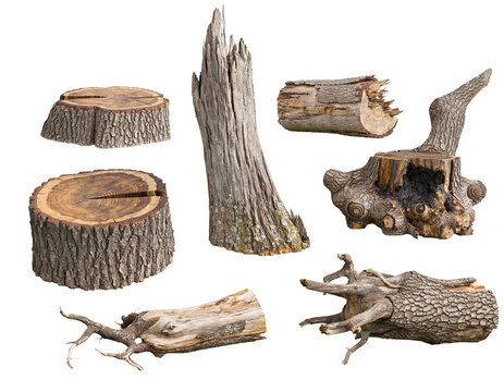 tree stump isolated on white, kuru ağa&ccedil; par&ccedil;aları 