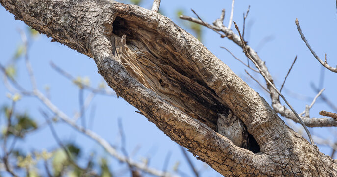 An Indian scops owl in the tree