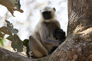 Fototapeta premium a black-faced langur mother and baby