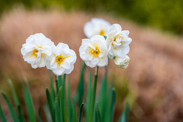 Obraz premium White double daffodils glowing in warm spring sunlight, symbol of renewal and hope, with soft green leaves and natural blurred background. 