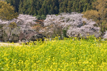 春の石舞台古墳　奈良県明日香村にて © photop5