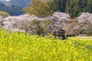 春の石舞台古墳　奈良県明日香村にて © photop5