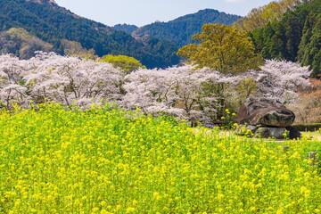 春の石舞台古墳　奈良県明日香村にて © photop5