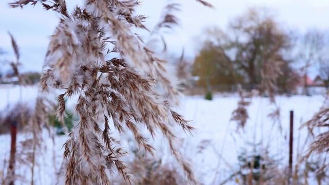 Dry Common Reed Grass Swaying in the Wind Over a Snowy Winter Landscape
