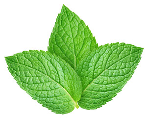 Eco mint leaves set isolated on transparent background. Green mint leaves set isolated is fresh. Mint leaves set isolated png © URSA Star