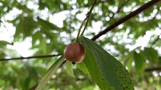 apple on tree