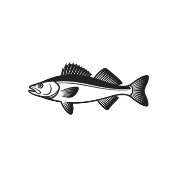 A vintage style illustration of a walleye fish in black and white