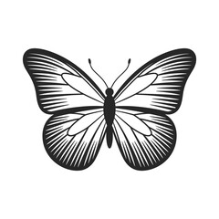 Fototapeta premium Detailed black and white illustration of a butterfly with spread wings