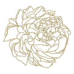 Obraz premium Sophisticated white floral illustration with gold line work for greeting cards and invitations isolated on transparent background