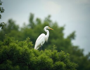 Obraz premium White egret bird stands on green tree branch. Crane has long neck orange beak yellow eyes. Wildlife heron watches over natural forest landscape.