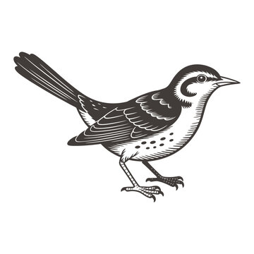 Vintage engraving of a northern mockingbird perched on ground