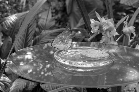 Common Baron (Euthalia aconthea) butterfly, extending its proboscis to feed from nectar soaked feeding sponge in black and white