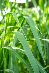 Fototapeta premium Close up of Brachiaria mutica or kolonjono grass. Brachiaria mutica grass. This grass is usually used as animal feed for herbivores.