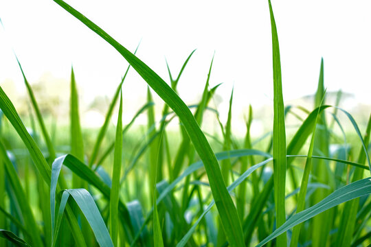 Close up of Brachiaria mutica or kolonjono grass. Brachiaria mutica grass. This grass is usually used as animal feed for herbivores.