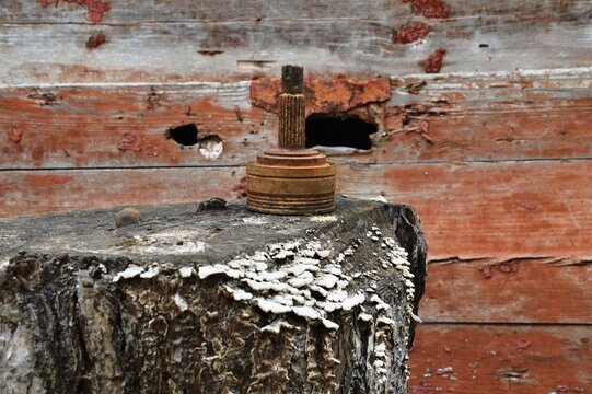 Rusty Mechanical Splined Shaft on a Fungi-Covered Stump