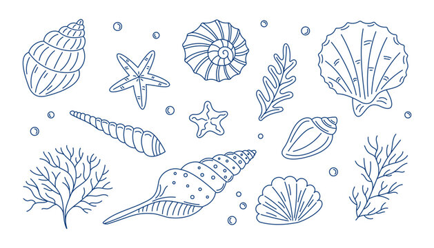 Hand-drawn illustration of various seashells, starfish, and marine plants
