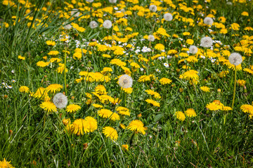Fototapeta premium Bright Field of Yellow Flowers and White Seed Heads in a Grassy Area During Daytime Outside