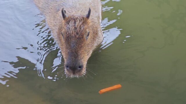 A Capybara (Hydrochaeris Hydrochaeris) in Pond.
