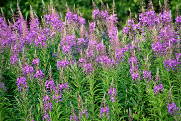 Obraz premium Vibrant field of blooming Fireweed (Chamaenerion angustifolium) with tall spikes of bright pink and purple flowers against lush green foliage background.