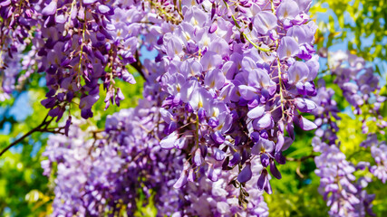 Fototapeta premium Wisteria flowers bloom on a sunny day in a garden with green leaves in the background and clear blue sky