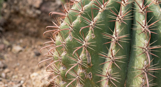 Cactus spine desert drought water scarcity climate adaptation concept on arid desert cactus spine texture closeup