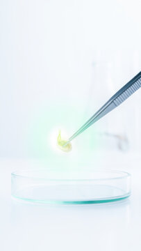 Advanced biotech research laboratory petri dish tweezer cell sample held with tweezer above petri dish for advanced biotech