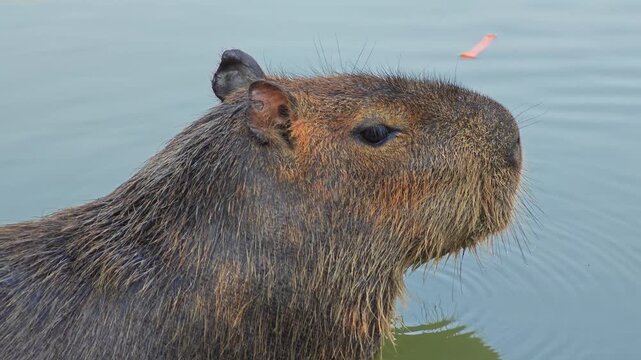 A Capybara (Hydrochaeris Hydrochaeris) in Pond.